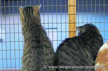 Teilweise drangvolle Enge im Heppenheimer Tierheim - Heppenheim - Nachrichten und Informationen - Bergsträßer Anzeiger