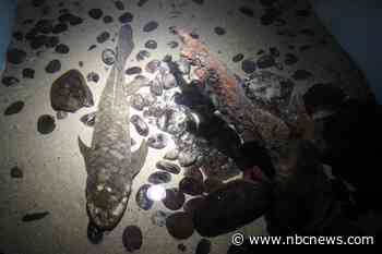 Meet Methuselah, the aquarium fish thought to be the world's oldest