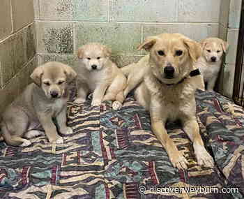 AGM Sees New Members for Weyburn Humane Society Board - DiscoverWeyburn.com