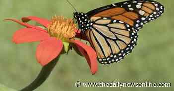 Master Gardener: Where have the insects gone? | Lifestyles | thedailynewsonline.com - The Daily News Online