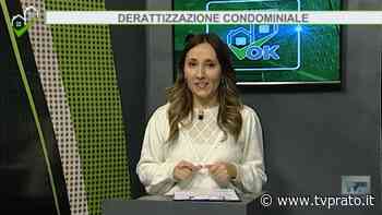 Derattizzazione condominiale - tvprato.it