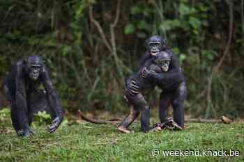 WWF-drone telt slapende bonobo's in bossen van Congo