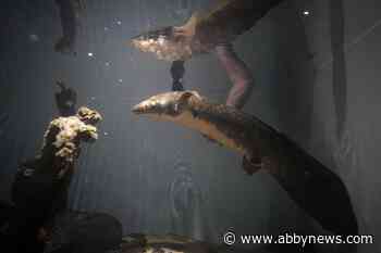 Meet Methuselah, the oldest living aquarium fish