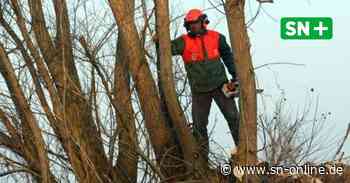 Baumkataster in Helpsen: Weitere Stelle für Erfassung möglich - Schaumburger Nachrichten