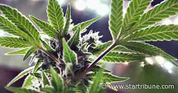 GOP lawmakers in Wisconsin try again to legalize medical marijuana