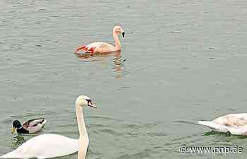 Spaziergänger sichten Flamingo an der Isar - Plattling - Passauer Neue Presse