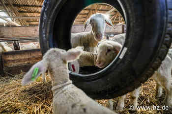 1000 Schafe hüten: Valerie Stegmayer aus Giengen: „Ich weiß, dass es ein Haufen Arbeit ist“ - Heidenheimer Zeitung