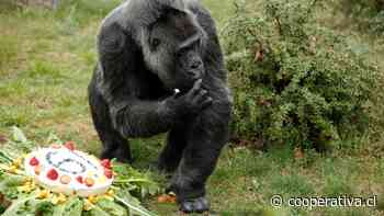 A los 61 años murió el gorila macho más viejo del mundo