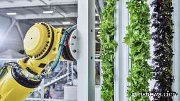Why Walmart Is ‘Significantly’ Investing in Vertical Farming