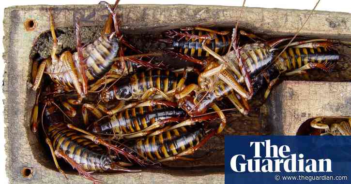 ‘Delightfully horrific’: wētā motels proliferate as New Zealand falls in love with the giant insect