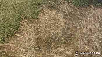 Rare 'downburst' that wiped out swathes of N.W.T. forest last summer could be harbinger of future storms - CBC.ca