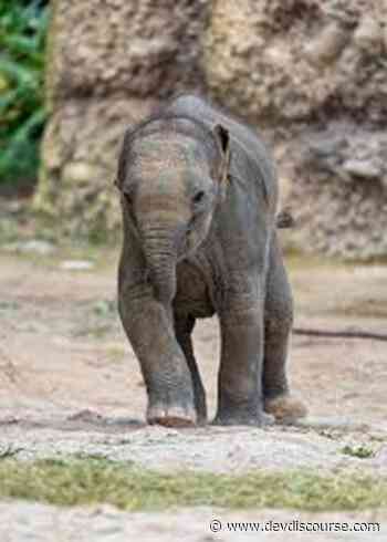 Carcass of elephant found in forest area - Devdiscourse