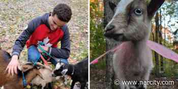 Ontario's New Goat Walks Will Let You Stroll Through A Forest With Phoebe, Monica, & Rachel - Narcity Canada