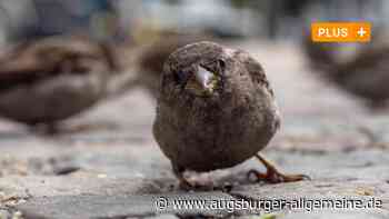 Der Spatz wohnt lieber in Augsburg als in München