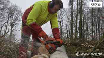 Ludwigslust-Parchim: Kulthobby Holzmachen: Zahl der Selbstwerber steigt | svz.de - svz – Schweriner Volkszeitung