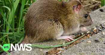 Lokeren schakelt vzw in om ratten te bestrijden omdat stadsrattenvanger plaag niet meer aankan - VRT NWS