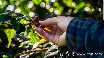 Climate change is coming for our coffee