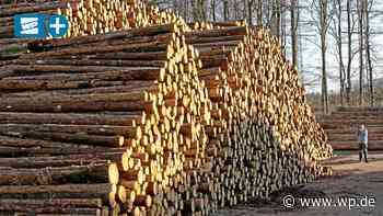 Stadtwald Siegen: Rehe fressen junge Bäume auf - Westfalenpost