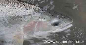 Interior Fraser steelhead face extinction, warn B.C. fishing, conservation groups - Squamish Chief