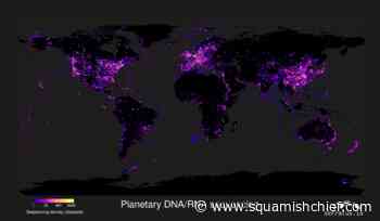 Nine new coronaviruses found by UBC-led research team - Squamish Chief