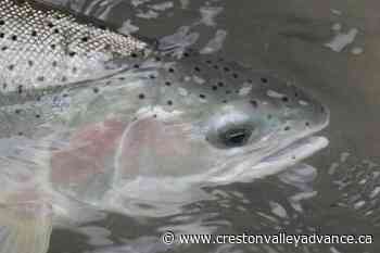 Interior Fraser steelhead face extinction, warn B.C. fishing, conservation groups - Creston Valley Advance