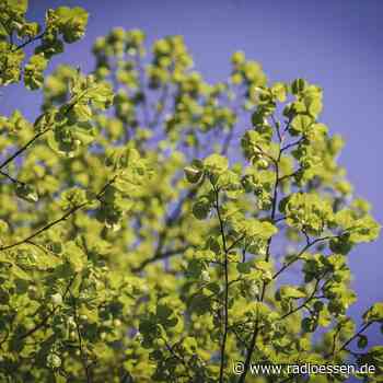 Wieder Bäume in Essen gefällt: Pflanzen weichen für Kita - Radio Essen