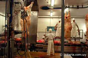 Frigorífico de Tarariras paró su producción por brote de casos de covid-19 - la diaria