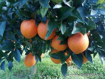 ▷ Orangenverkauf - Eppingen.org