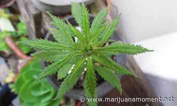 South Carolina Senate Begins Long-Anticipated Medical Marijuana Debate - Marijuana Moment