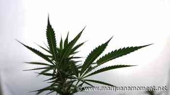 Wisconsin Republicans Announce Limited Medical Marijuana Legalization Bill - Marijuana Moment