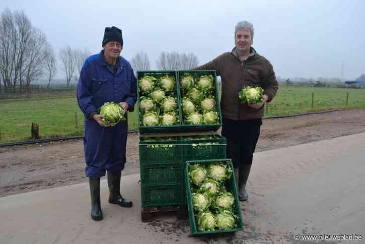 Piet (61) en Johan (65) oogsten voor het eerst eind januari bloemkolen van uitstekende kwaliteit en over hoe dat kan, moeten ze niet lang nadenken