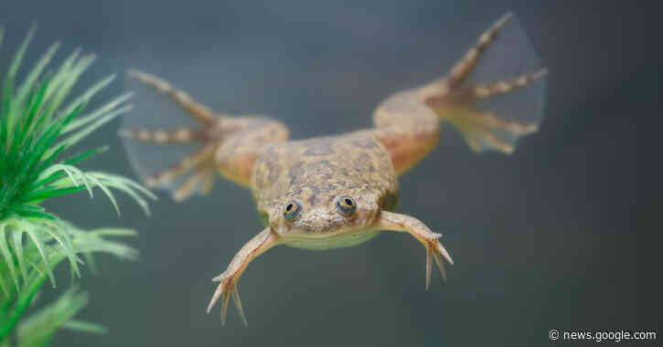 Frogs Without Legs Regrow Leglike Limbs in New Experiment - The New York Times