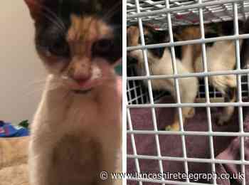 Injured cat found in bin outside Darwen restaurant dies