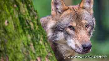 Abschuss eines Wolfs als letztes Mittel - WESER-KURIER