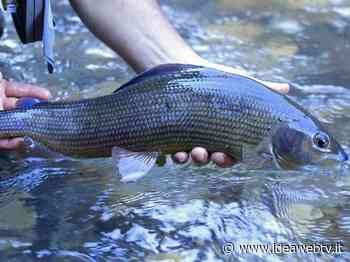 Divieto di pesca al temolo in provincia di Cuneo prorogato fino al 2024 - www.ideawebtv.it - Quotidiano on line della provincia di Cuneo - IdeaWebTv
