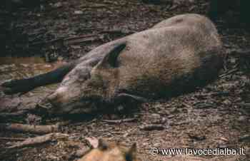 Peste suina, Coldiretti Cuneo: "Bene la nomina commissario per l'emergenza" - LaVoceDiAlba.it