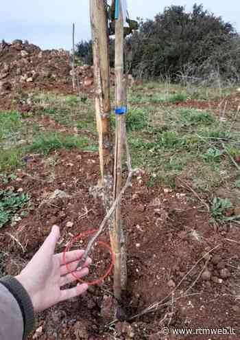 Manduria. Parco della Vita: tagliati 150 dei 183 alberi piantati - RTM web