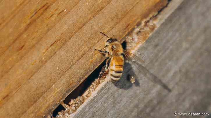 Study finds cities lack green spaces to support "unsustainable" beekeeping boom