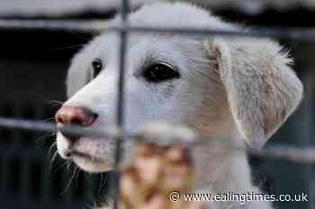 Minister disputes evidence suggesting PM 'authorised' animal airlift from Kabul - Ealing Times