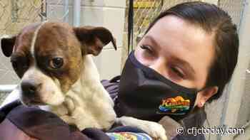 Dog returns to Kamloops family after weeks away - CFJC Today Kamloops