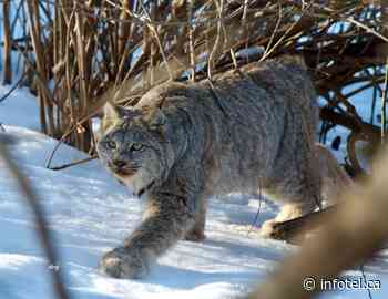 Celebrity lynx returns to Kamloops park | iNFOnews | Thompson-Okanagan's News Source - iNFOnews