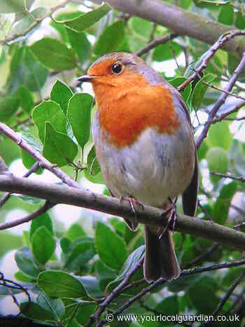 Nature Notes: A noisy time of year