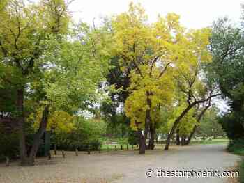 Gardening: Marvellous maple tree varieties that endure in Prairie climates