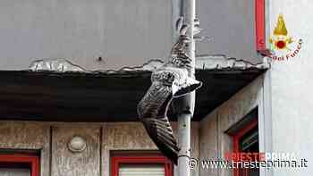 Ha un'ala incastrata sul palo della luce: salvato gabbiano - TriestePrima