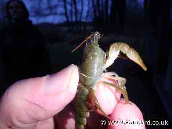 Rare white-clawed crayfish rediscovered in nature reserve after three decades