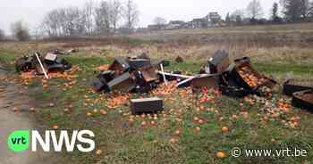 Honderden sinaasappelen gedumpt onder snelwegbrug in Maasmechelen - VRT NWS