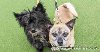 Food-loving dogs named Fish and Chip are looking for a forever home together in Wales - Wales Online