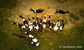 16 Organizations Redefining the Future of Livestock Management – Food Tank - Food Tank