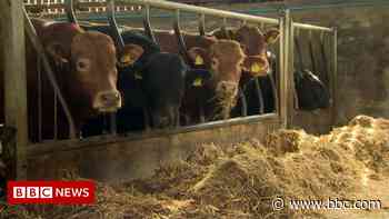 Agri-food sector at 'game-changing moment' in Northern Ireland - BBC News