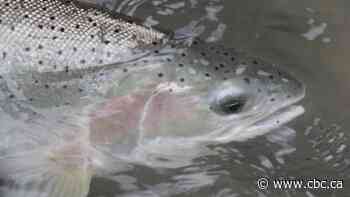 Interior Fraser steelhead face extinction, fishery and conservation groups warn